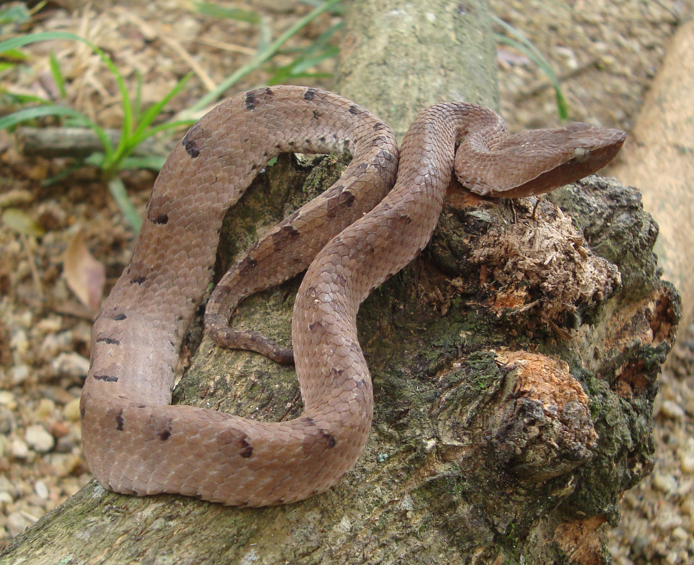 Resultado de imagem para Sri Lankan hump-nosed viper