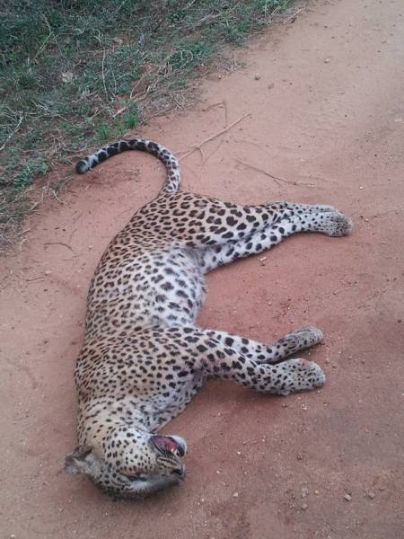 The female leopard killed by Hit and Run vehicle inside Yala National Park 