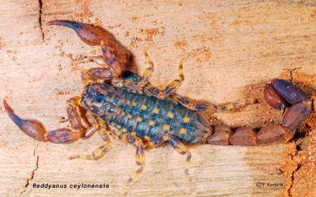 New Endemic scorpion - Reddyanus ceylonensis