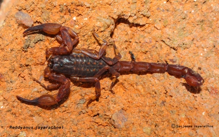 New Endemic scorpion - Reddyanus jayarathnei