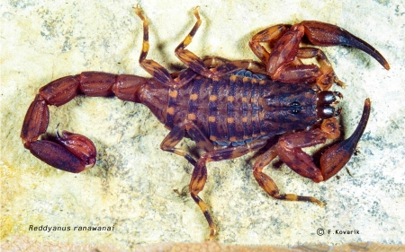 New Endemic scorpion - Reddyanus ranawanai