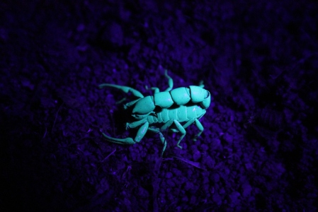 Observing Scorpions Under UV light at night - they are brightly illuminate at the UV light