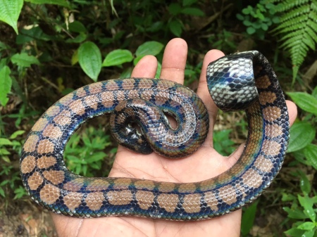 The Pipe Snake rescued from Deniyaya. Pic by Minuwan Shri Premasinghe