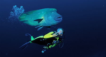 A diver swimming with a gentle giant Hump-head wrasse (c) www2.padi.com
